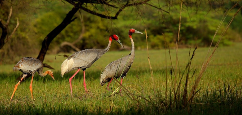 bharatpur