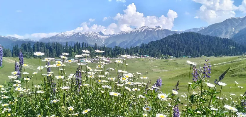 gulmarg-meadow-of-flowers